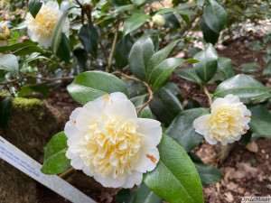 Camellia x williamsii Jury's Yellow
